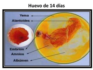 Huevo de 14 días
• .
 