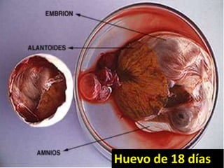 Huevo de 18 días
 