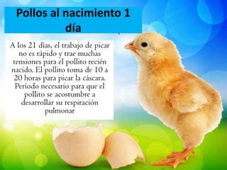 Pollos al nacimiento 1
día
A los 21 días, el trabajo de picar
no es rápido y trae muchas
tensiones para el pollito recién
nacido. El pollito toma de 10 a
20 horas para picar la cáscara.
Período necesario para que el
pollito se acostumbre a
desarrollar su respiración
pulmonar
 