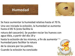Humedad
Se hace aumentar la humedad relativa hasta el 70 %.
Una vez iniciada la eclosión, la humedad se aumenta
hasta el 85 % (esto facilita la
rotura del cascarón). Se pueden rociar los huevos con
agua tibia, a partir del día 19 y
hasta la eclosión de los mismos, a fin de aumentar la
humedad para facilitar la rotura
de la cáscara por los pollitos.
Cuando la eclosión ha concluido
 