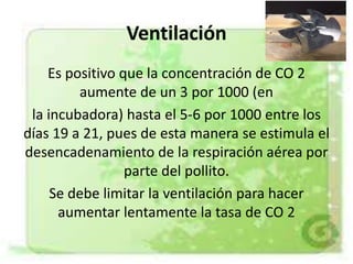 Ventilación
Es positivo que la concentración de CO 2
aumente de un 3 por 1000 (en
la incubadora) hasta el 5-6 por 1000 entre los
días 19 a 21, pues de esta manera se estimula el
desencadenamiento de la respiración aérea por
parte del pollito.
Se debe limitar la ventilación para hacer
aumentar lentamente la tasa de CO 2
 