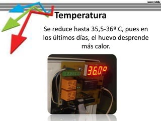 Temperatura
Se reduce hasta 35,5-36º C, pues en
los últimos días, el huevo desprende
más calor.
 