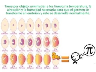 Tiene por objeto suministrar a los huevos la temperatura, la
aireación y la humedad necesaria para que el germen se
transforme en embrión y este se desarrolle normalmente.
 