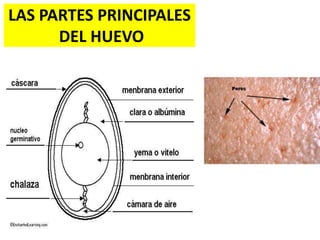 LAS PARTES PRINCIPALES
DEL HUEVO
 