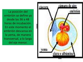 La posición del
embrión se define ya
desde las 36 a 48
horas de incubación.
En este momento el
embrión descansa en
la yema, de manera
transversal, a lo largo
del eje menor.
 