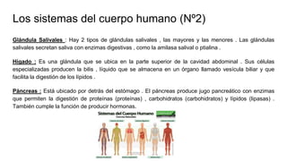 Los sistemas del cuerpo humano (Nº2)
Glándula Salivales : Hay 2 tipos de glándulas salivales , las mayores y las menores . Las glándulas
salivales secretan saliva con enzimas digestivas , como la amilasa salival o ptialina .
Hígado : Es una glándula que se ubica en la parte superior de la cavidad abdominal . Sus células
especializadas producen la bilis , líquido que se almacena en un órgano llamado vesícula biliar y que
facilita la digestión de los lípidos .
Páncreas : Está ubicado por detrás del estómago . El páncreas produce jugo pancreático con enzimas
que permiten la digestión de proteínas (proteínas) , carbohidratos (carbohidratos) y lípidos (lipasas) .
También cumple la función de producir hormonas.
 