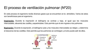 El proceso de ventilación pulmonar (Nº20)
En este proceso el organismo recibe diversos gases que se encuentran en la atmósfera. Varios de estos
son beneficiosos para el organismo.
Inspiración: Durante la inspiración el diafragma se contrae y baja, al igual que los músculos
intercostales, elevando las costilla y separándolas. Esto permite que el aire ingrese a los pulmones
Espiración: Durante la espiración, el diafragma sube y los músculos intercostales se relajan, y determina
el descenso de las costillas. Esto permite que los pulmones se contraigan y el aire pueda salir de ellos.
 