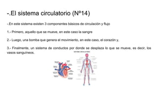 -.El sistema circulatorio (Nº14)
-.En este sistema existen 3 componentes básicos de circulación y flujo
1.- Primero, aquello que se mueve, en este caso la sangre
2.- Luego, una bomba que genera el movimiento, en este caso, el corazón y,
3.- Finalmente, un sistema de conductos por donde se desplaza lo que se mueve, es decir, los
vasos sanguíneos.
 