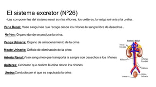 El sistema excretor (Nº26)
-Los componentes del sistema renal son los riñones, los uréteres, la vejiga urinaria y la uretra .
Vena Renal: Vaso sanguíneo que recoge desde los riñones la sangre libre de desechos .
Nefrón: Órgano donde se produce la orina.
Vejiga Urinaria: Órgano de almacenamiento de la orina
Meato Urinario: Orificio de eliminación de la orina
Arteria Renal:Vaso sanguíneo que transporta la sangre con desechos a los riñones
Uréteres: Conducto que colecta la orina desde los riñones
Uretra:Conducto por el que es expulsada la orina
 