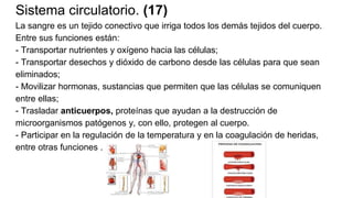 Sistema circulatorio. (17)
La sangre es un tejido conectivo que irriga todos los demás tejidos del cuerpo.
Entre sus funciones están:
- Transportar nutrientes y oxígeno hacia las células;
- Transportar desechos y dióxido de carbono desde las células para que sean
eliminados;
- Movilizar hormonas, sustancias que permiten que las células se comuniquen
entre ellas;
- Trasladar anticuerpos, proteínas que ayudan a la destrucción de
microorganismos patógenos y, con ello, protegen al cuerpo.
- Participar en la regulación de la temperatura y en la coagulación de heridas,
entre otras funciones .
 