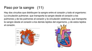 Paso por la sangre (11)
Hay dos circuitos que distribuyen la sangre entre el corazón y todo el organismo:
La circulación pulmonar, que transporta la sangre desde el corazón a los
pulmones y de los pulmones al corazón y la circulación sistémica, que transporta
la sangre desde el corazón a los demás tejidos del organismo, y de estos tejidos
al corazón.
 