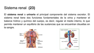 Sistema renal (23)
El sistema renal o urinario el principal componente del sistema excretor. El
sistema renal tiene dos funciones fundamentales de la orina y mantener el
balance hídrico y químico del cuerpo, es decir, regular el medio interno, lo que
permite mantener un equilibrio de las sustancias que se encuentran disueltas en
la sangre.
 