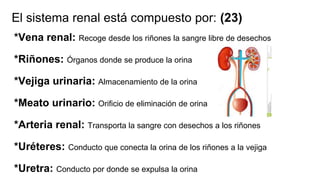El sistema renal está compuesto por: (23)
*Vena renal: Recoge desde los riñones la sangre libre de desechos
*Riñones: Órganos donde se produce la orina
*Vejiga urinaria: Almacenamiento de la orina
*Meato urinario: Orificio de eliminación de orina
*Arteria renal: Transporta la sangre con desechos a los riñones
*Uréteres: Conducto que conecta la orina de los riñones a la vejiga
*Uretra: Conducto por donde se expulsa la orina
 