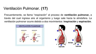 Ventilación Pulmonar. (17)
Frecuentemente, se llama “respiración” al proceso de ventilación pulmonar, a
través del cual ingresa aire al organismo y luego sale hacia la atmósfera. La
ventilación pulmonar ocurre debido a dos movimientos: inspiración y espiración.
 