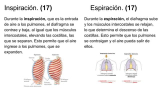 Inspiración. (17)
Durante la inspiración, que es la entrada
de aire a los pulmones, el diafragma se
contrae y baja, al igual que los músculos
intercostales, elevando las costillas, las
que se separan. Esto permite que el aire
ingrese a los pulmones, que se
expanden.
Durante la espiración, el diafragma sube
y los músculos intercostales se relajan,
lo que determina el descenso de las
costillas. Esto permite que los pulmones
se contraigan y el aire pueda salir de
ellos.
Espiración. (17)
 