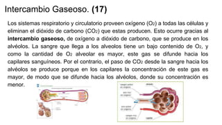 Intercambio Gaseoso. (17)
Los sistemas respiratorio y circulatorio proveen oxígeno (O2) a todas las células y
eliminan el dióxido de carbono (CO2) que estas producen. Esto ocurre gracias al
intercambio gaseoso, de oxígeno a dióxido de carbono, que se produce en los
alvéolos. La sangre que llega a los alveolos tiene un bajo contenido de O2, y
como la cantidad de O2 alveolar es mayor, este gas se difunde hacia los
capilares sanguíneos. Por el contrario, el paso de CO2 desde la sangre hacia los
alvéolos se produce porque en los capilares la concentración de este gas es
mayor, de modo que se difunde hacia los alvéolos, donde su concentración es
menor.
 
