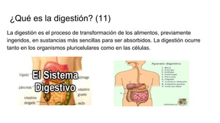 ¿Qué es la digestión? (11)
La digestión es el proceso de transformación de los alimentos, previamente
ingeridos, en sustancias más sencillas para ser absorbidos. La digestión ocurre
tanto en los organismos pluricelulares como en las células.
 