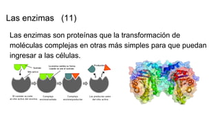 Las enzimas (11)
Las enzimas son proteínas que la transformación de
moléculas complejas en otras más simples para que puedan
ingresar a las células.
 