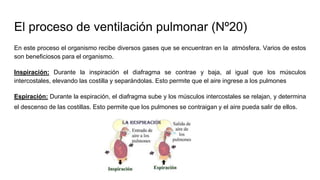El proceso de ventilación pulmonar (Nº20)
En este proceso el organismo recibe diversos gases que se encuentran en la atmósfera. Varios de estos
son beneficiosos para el organismo.
Inspiración: Durante la inspiración el diafragma se contrae y baja, al igual que los músculos
intercostales, elevando las costilla y separándolas. Esto permite que el aire ingrese a los pulmones
Espiración: Durante la espiración, el diafragma sube y los músculos intercostales se relajan, y determina
el descenso de las costillas. Esto permite que los pulmones se contraigan y el aire pueda salir de ellos.
 
