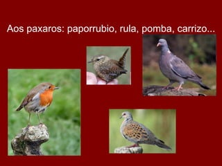 Aos paxaros: paporrubio, rula, pomba, carrizo...
 