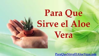Para Que
Sirve el Aloe
    Vera
    ParaQueSirveElAloeVera.com
 