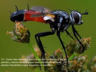 10.- Come más alimentos que crezcan en los árboles y en las plantas y menos alimentos que sean manufacturados en plantas industriales o que requieran un sacrificio. 