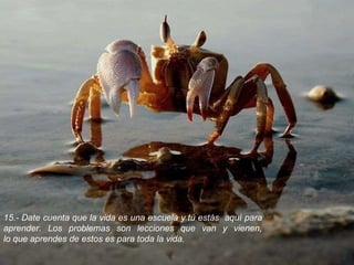 15.- Date cuenta que la vida es una escuela y tú estás  aquí para aprender. Los problemas son lecciones que van y vienen, lo que aprendes de estos es para toda la vida. 
