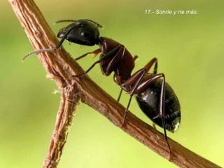 17.- Sonríe y ríe más. 