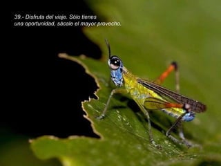 39.- Disfruta del viaje. Sólo tienes una oportunidad, sácale el mayor provecho. 