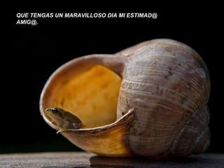 QUE TENGAS UN MARAVILLOSO DIA MI ESTIMAD@  [email_address] 