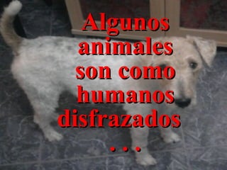 Algunos animales son como humanos disfrazados . . .