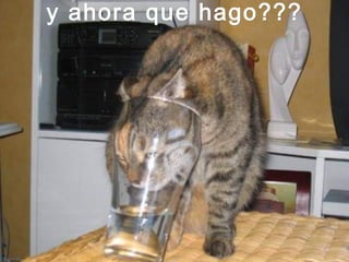 y ahora que hago???