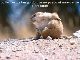 Jo tio … estoy tan gordo que no puedo ni arrascarme el trasero!!