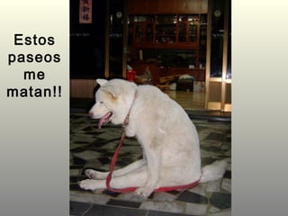 Estos paseos me matan!!