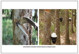 Rubber Tapping Process Images Para rubber | PPTX