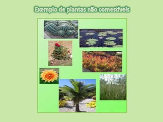 Para saber   plantas