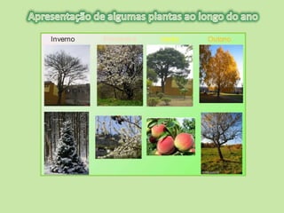 Para saber   plantas