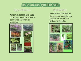 Precisam dos cuidados do
Nascem e crescem sem ajuda
                               Homem, que as cultiva nos
do Homem. O vento, as aves e
                               campos, nas hortas, nos
os insectos espalham as
                               jardins, na floresta…
sementes.
 
