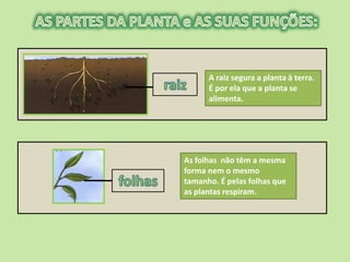 A raiz segura a planta à terra.
      É por ela que a planta se
      alimenta.




As folhas não têm a mesma
forma nem o mesmo
tamanho. É pelas folhas que
as plantas respiram.
 