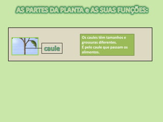 Os caules têm tamanhos e
grossuras diferentes.
É pelo caule que passam os
alimentos.
 