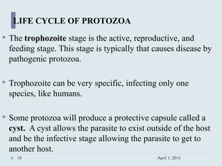  The trophozoite stage is the active, reproductive, and
feeding stage. This stage is typically that causes disease by
pathogenic protozoa.
 Trophozoite can be very specific, infecting only one
species, like humans.
 Some protozoa will produce a protective capsule called a
cyst. A cyst allows the parasite to exist outside of the host
and be the infective stage allowing the parasite to get to
another host.
April 1, 201510
LIFE CYCLE OF PROTOZOA
 