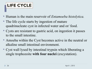  Human is the main reservoir of Entamoeba histolytica.
 The life cycle starts by ingestion of mature
quadrinucleate cyst in infected water and or/ food.
 Cysts are resistant to gastric acid, on ingestion it passes
to the small intestine.
 Amoeba within the Cyst becomes active in the neutral or
alkaline small intestinal environment.
 Cyst wall lysed by intestinal trypsin which liberating a
single trophozoite with four nuclei (excystation).
April 1, 201526
 