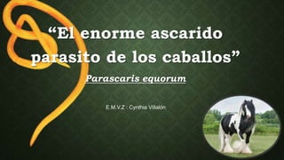 “El enorme ascarido
parasito de los caballos”
Parascaris equorum
E.M.V.Z : Cynthia Villalón
 