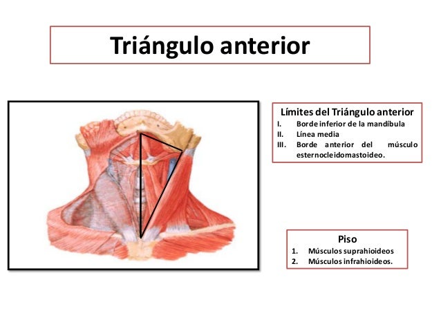 Triángulos del Cuello