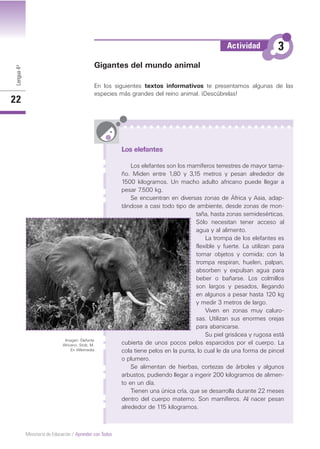 Lengua4º
22
Ministerio de Educación / Aprender con Todos
Gigantes del mundo animal
En los siguientes textos informativos te presentamos algunas de las
especies más grandes del reino animal. ¡Descúbrelas!
Los elefantes
Los elefantes son los mamíferos terrestres de mayor tama-
ño. Miden entre 1,80 y 3,15 metros y pesan alrededor de
1500 kilogramos. Un macho adulto africano puede llegar a
pesar 7.500 kg.
Se encuentran en diversas zonas de África y Asia, adap-
tándose a casi todo tipo de ambiente, desde zonas de mon-
taña, hasta zonas semidesérticas.
Sólo necesitan tener acceso al
agua y al alimento.
La trompa de los elefantes es
flexible y fuerte. La utilizan para
tomar objetos y comida; con la
trompa respiran, huelen, palpan,
absorben y expulsan agua para
beber o bañarse. Los colmillos
son largos y pesados, llegando
en algunos a pesar hasta 120 kg
y medir 3 metros de largo.
Viven en zonas muy caluro-
sas. Utilizan sus enormes orejas
para abanicarse.
Su piel grisácea y rugosa está
cubierta de unos pocos pelos esparcidos por el cuerpo. La
cola tiene pelos en la punta, lo cual le da una forma de pincel
o plumero.
Se alimentan de hierbas, cortezas de árboles y algunos
arbustos, pudiendo llegar a ingerir 200 kilogramos de alimen-
to en un día.
Tienen una única cría, que se desarrolla durante 22 meses
dentro del cuerpo materno. Son mamíferos. Al nacer pesan
alrededor de 115 kilogramos.
3Actividad
Imagen: Elefante
Africano. Stolz, M.
En Wikimedia
 