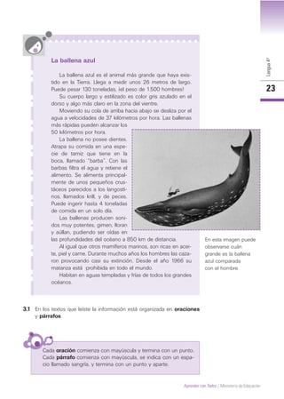 Lengua4º
23
Aprender con Todos / Ministerio de Educación
La ballena azul
La ballena azul es el animal más grande que haya exis-
tido en la Tierra. Llega a medir unos 26 metros de largo.
Puede pesar 130 toneladas, ¡el peso de 1.500 hombres!
Su cuerpo largo y estilizado es color gris azulado en el
dorso y algo más claro en la zona del vientre.
Moviendo su cola de arriba hacia abajo se desliza por el
agua a velocidades de 37 kilómetros por hora. Las ballenas
más rápidas pueden alcanzar los
50 kilómetros por hora.
La ballena no posee dientes.
Atrapa su comida en una espe-
cie de tamiz que tiene en la
boca, llamado “barba”. Con las
barbas filtra el agua y retiene el
alimento. Se alimenta principal-
mente de unos pequeños crus-
táceos parecidos a los langosti-
nos, llamados krill, y de peces.
Puede ingerir hasta 4 toneladas
de comida en un solo día.
Las ballenas producen soni-
dos muy potentes, gimen, lloran
y aúllan, pudiendo ser oídas en
las profundidades del océano a 850 km de distancia.
Al igual que otros mamíferos marinos, son ricas en acei-
te, piel y carne. Durante muchos años los hombres las caza-
ron provocando casi su extinción. Desde el año 1966 su
matanza está prohibida en todo el mundo.
Habitan en aguas templadas y frías de todos los grandes
océanos.
En esta imagen puede
observarse cuán
grande es la ballena
azul comparada
con el hombre.
Cada oración comienza con mayúscula y termina con un punto.
Cada párrafo comienza con mayúscula, se indica con un espa-
cio llamado sangría, y termina con un punto y aparte.
3.1 En los textos que leíste la información está organizada en oraciones
y párrafos.
 
