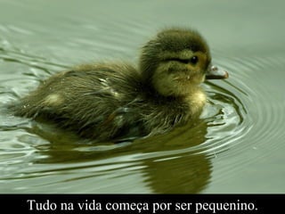 Tudo na vida começa por ser pequenino. 