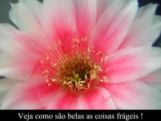 Veja como são belas as coisas frágeis ! 