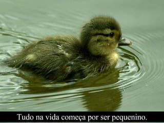 Tudo na vida começa por ser pequenino. 