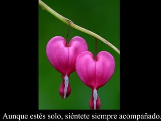 Aunque estés solo, siéntete siempre acompañado. 